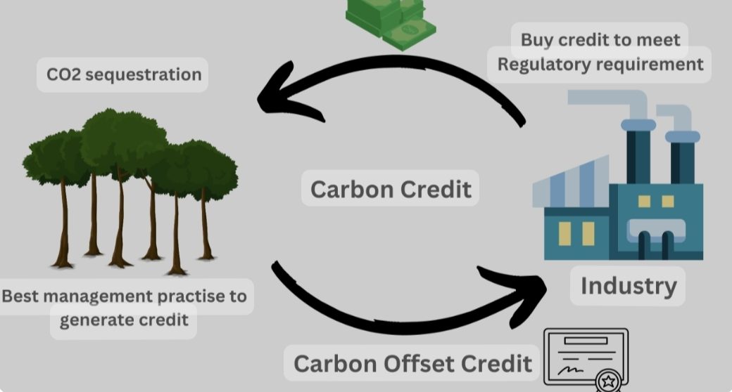 KTS tham gia thị trường chứng chỉ carbon, đồng hành cùng chủ rừng